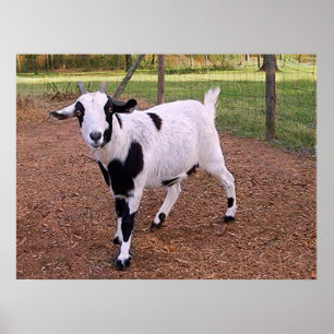 Glückliche Ziege Poster