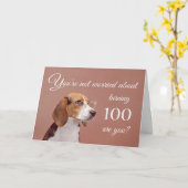 Glücklicher 100. Geburtstag, besorgter Beagle Karte (Gelbe Blume)