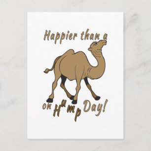 Glücklicher als ein Kamel am Hump Day Postkarte