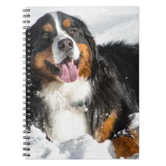 Glücklicher Bernese Gebirgshund im Winter-Schnee Notizblock