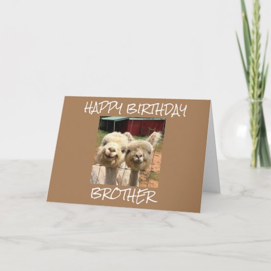 **GLÜCKLICHER BRUDER** VON DER NIEDLICHEN ALPACAS- KARTE (Vorderseite)