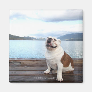 glücklicher Bullenhund sitzt auf Deck am See Magnet
