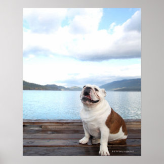 glücklicher Bullenhund sitzt auf Deck am See Poster