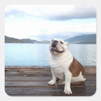 glücklicher Bullenhund sitzt auf Deck am See Quadratischer Aufkleber