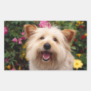 Glücklicher Cairn Terrier Welpe Hund im Garten Auf Rechteckiger Aufkleber