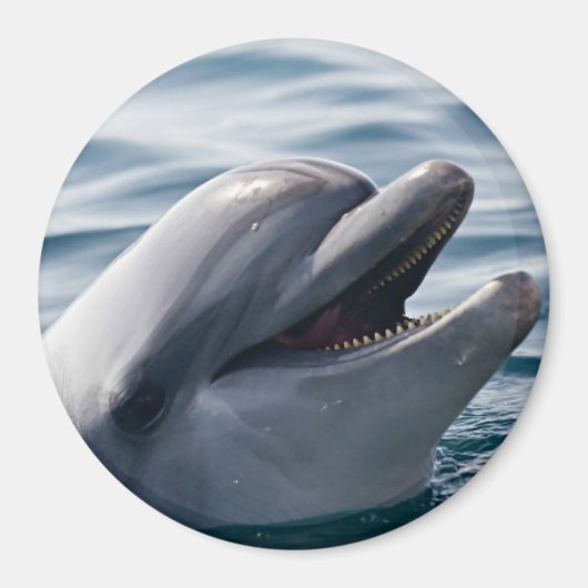 Glücklicher Delfin Nahaufnahme über blauem Wasser Magnet (Vorne)
