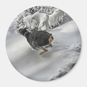 Glücklicher Dobermann im Schnee Magnet