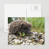 Glücklicher Erntedank! Feiertagspostkarte (Vorne/Hinten)