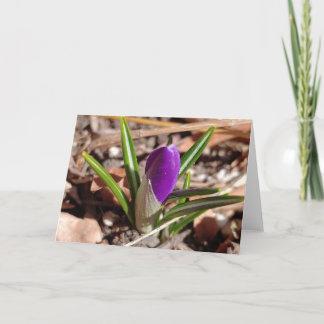 Glücklicher Frühling! Lila Crocus Karte