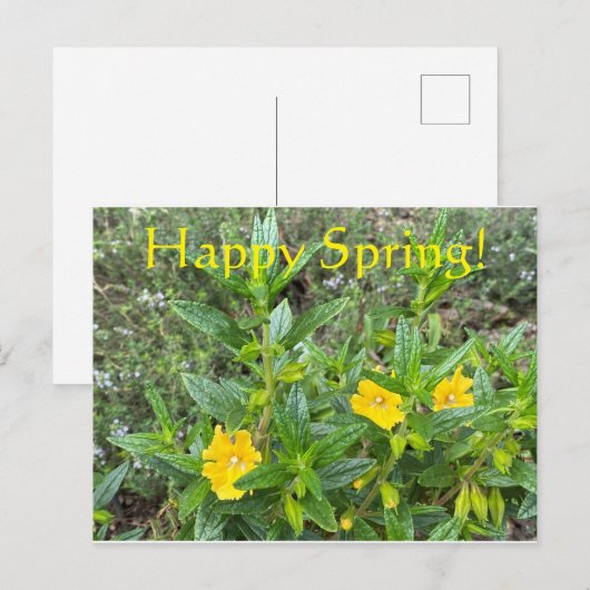 Glücklicher Frühling! Postkarte (Vorne/Hinten)