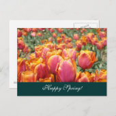 Glücklicher Frühling! Postkarten farbenfrohe Tulip (Vorne/Hinten)