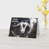 GLÜCKLICHER GEBURTSTAG AUS GLÜCKLICHEM PIGMY GOAT KARTE (Gelbe Blume)