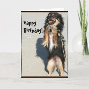 Glücklicher Geburtstag Chihuahua Grußkarte Karte