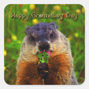 Glücklicher Groundhog Tag Blume essend Quadratischer Aufkleber