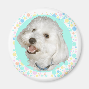 Glücklicher Havanese Magnet