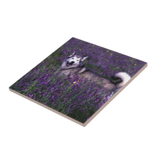 Glücklicher heiserer Hund Fliese (Seite)