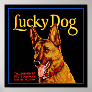 Glücklicher Hund Poster