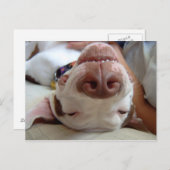 Glücklicher Hund Postkarte (Vorne/Hinten)