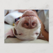 Glücklicher Hund Postkarte (Vorderseite)