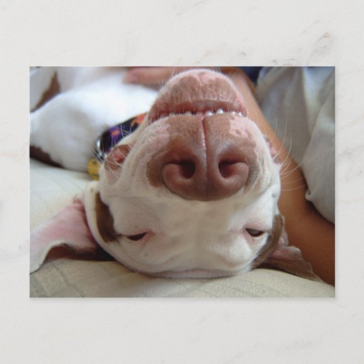 Glücklicher Hund Postkarte (Vorderseite)