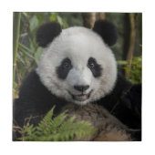 Glücklicher junger Panda, China Fliese (Vorderseite)