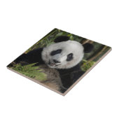 Glücklicher junger Panda, China Fliese (Seite)