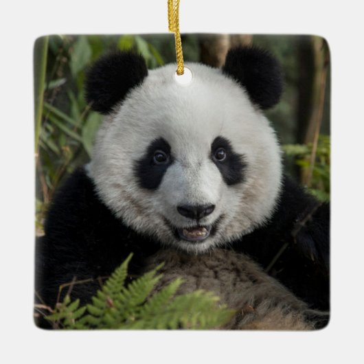 Glücklicher junger Panda, China Keramikornament (Vorderseite)