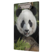 Glücklicher junger Panda, China Klemmbrett (Links)