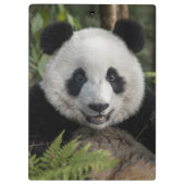 Glücklicher junger Panda, China Klemmbrett (Rückseite)