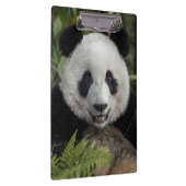 Glücklicher junger Panda, China Klemmbrett (Rechts)