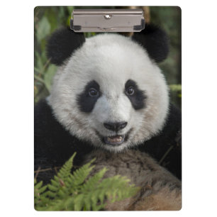 Glücklicher junger Panda, China Klemmbrett