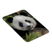 Glücklicher junger Panda, China Magnet (Rechte Seite)