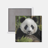 Glücklicher junger Panda, China Magnet (Vorderseite/Rückseite)