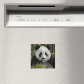 Glücklicher junger Panda, China Magnet (In Situ (Geschirrspüler))