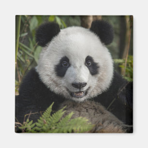 Glücklicher junger Panda, China Magnet