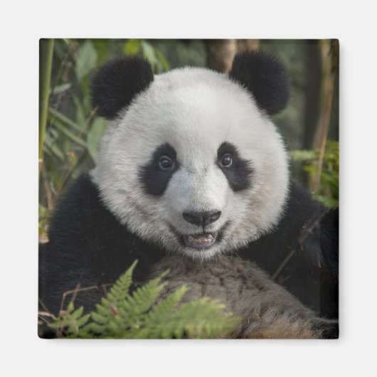 Glücklicher junger Panda, China Magnet (Vorne)