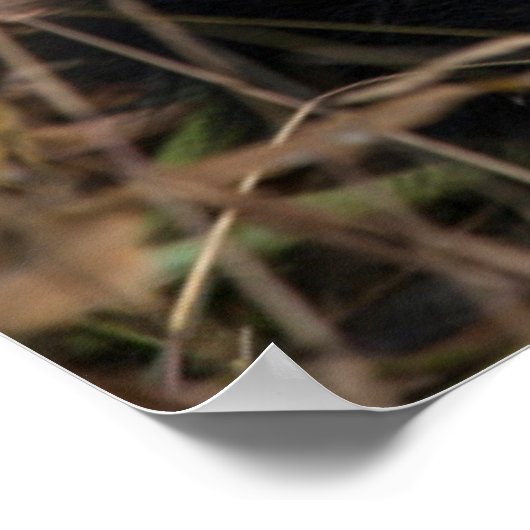 Glücklicher junger Panda, China Poster (Ecke)