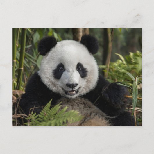 Glücklicher junger Panda, China Postkarte (Vorderseite)