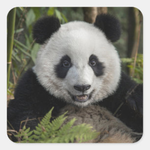 Glücklicher junger Panda, China Quadratischer Aufkleber