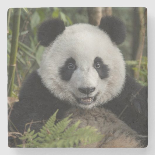 Glücklicher junger Panda, China Steinuntersetzer (Vorderseite)