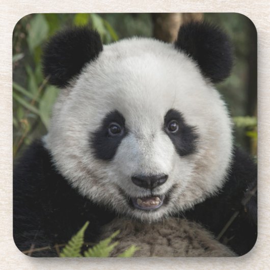 Glücklicher junger Panda, China Untersetzer (Vorderseite)
