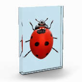 Glücklicher Marienkäfer Fotoblock (Links)
