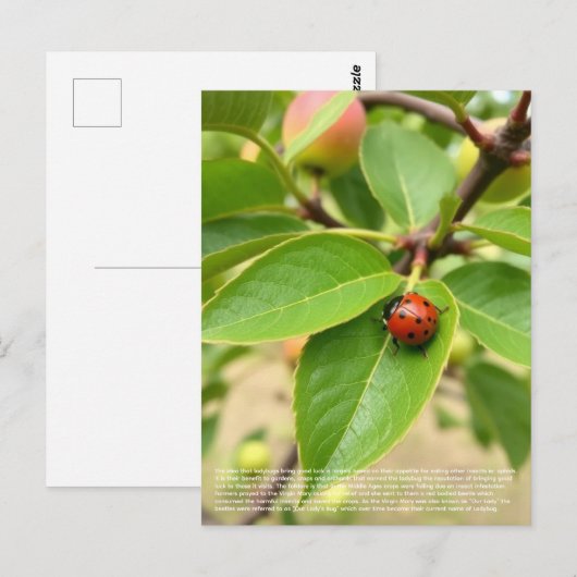 Glücklicher Marienkäfer Postkarte (Vorne/Hinten)