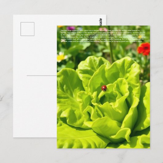 Glücklicher Marienkäfer  Postkarte (Vorne/Hinten)