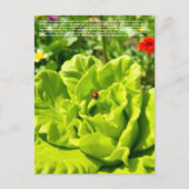 Glücklicher Marienkäfer  Postkarte (Vorderseite)