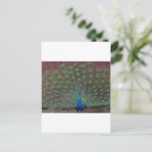 glücklicher Pfau Postkarte (Stehend Vorderseite)