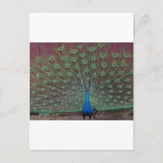 glücklicher Pfau Postkarte (Vorderseite)