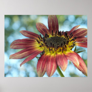 Glücklicher roter Sonnenblumenposter Poster