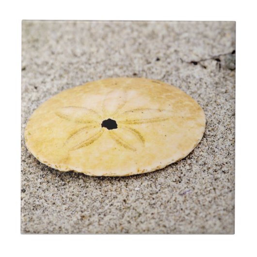 Glücklicher Sand-Dollar Fliese (Vorderseite)