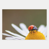 Glücklicher Teufel mit diesem Ladybug! Geschenkpapier Set (Vorderseite 2)